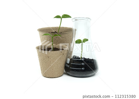 Sprouting from pot and conical glass flask with green plant Sprouting from pot and conical glass flask with green plant 112315380