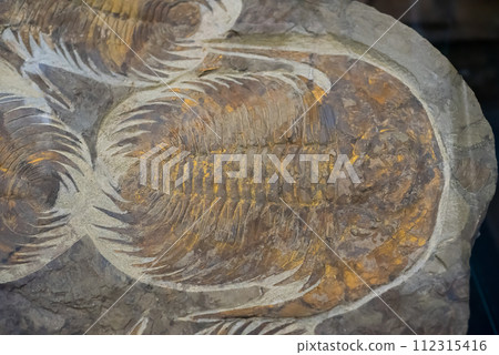 acadoparadoxides briareus fossil found in Morocco close up acadoparadoxides briareus fossil found in Morocco close up 112315416