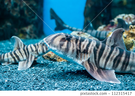 Zebra bullhead shark (Heterodontus zebra) swimming in the sea 112315417