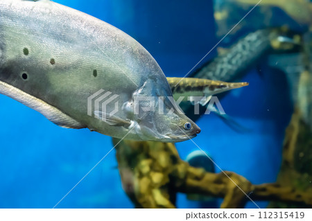 The clown featherback (Chitala ornata), also known as the clown knifefish and spotted knifefish 112315419