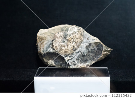 Fossil of Arctoceras septentrionale on black Fossil of Arctoceras septentrionale on black 112315422