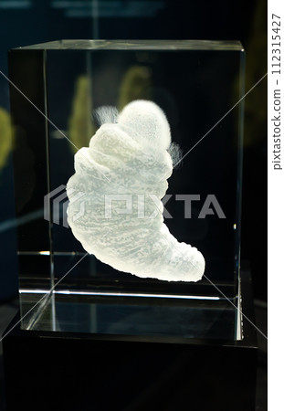 Sipunculid (peanut worm) pelagosphera larva close up Sipunculid (peanut worm) pelagosphera larva close up 112315427