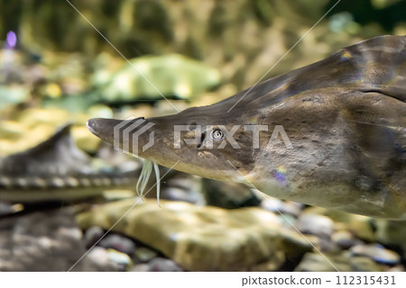The kaluga (Huso dauricus), also known as the river beluga close up The kaluga (Huso dauricus), also known as the river beluga close up 112315431