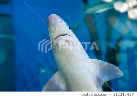 The great white shark (Carcharodon carcharias), also known as the white shark, white pointer, or simply great white close up The great white shark (Carcharodon carcharias), also known as the white shark, white pointer, or simply great white close up 112315437