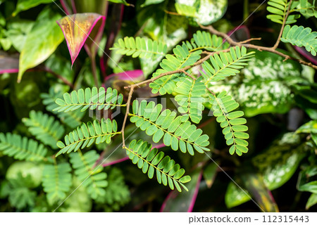 Leucaena leucocephala or jumbay, pearl wattle 112315443
