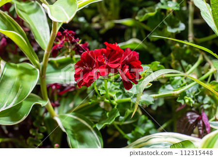 Red Pelargonium peltatum or ivy-leaved pelargonium and cascading geranium 112315448