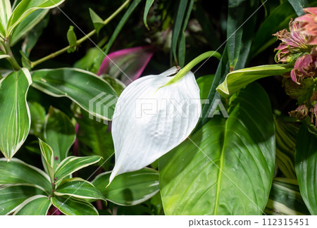 Spathiphyllum cochlearispathum commonly called peace lily growing in Vietnam Spathiphyllum cochlearispathum commonly called peace lily growing in Vietnam 112315451
