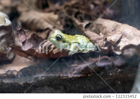 The Mission golden-eyed tree frog or Amazon milk frog (Trachycephalus resinifictrix), also known as blue milk frog The Mission golden-eyed tree frog or Amazon milk frog (Trachycephalus resinifictrix), also known as blue milk frog 112315452