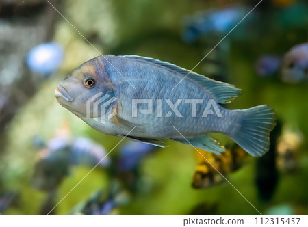 The zebra mbuna (Maylandia zebra) fish in aquarium 112315457