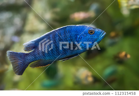 The electric blue hap (Sciaenochromis ahli) in aquarium in Thailand 112315458