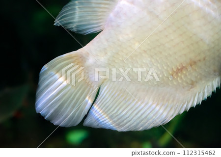 Tale of Albino giant gourami (Osphronemus goramy) fish, large gourami native to Southeast Asia Tale of Albino giant gourami (Osphronemus goramy) fish, large gourami native to Southeast Asia 112315462