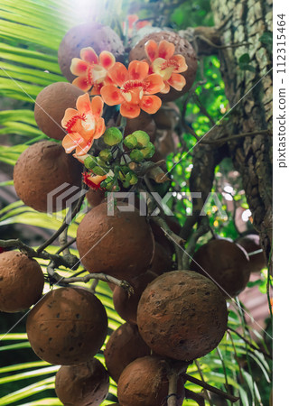 Couroupita guianensis tree known as cannonball tree with flowers close up Couroupita guianensis tree known as cannonball tree with flowers close up 112315464