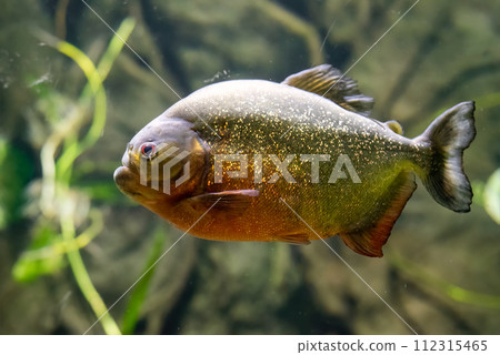 Red-bellied piranha also known as the red piranha (Pygocentrus nattereri) 112315465