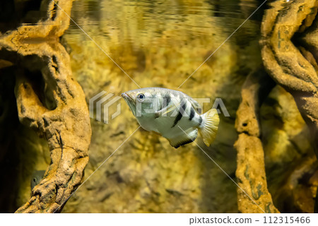The banded archerfish (Toxotes jaculatrix) or brackish water perciform The banded archerfish (Toxotes jaculatrix) or brackish water perciform 112315466