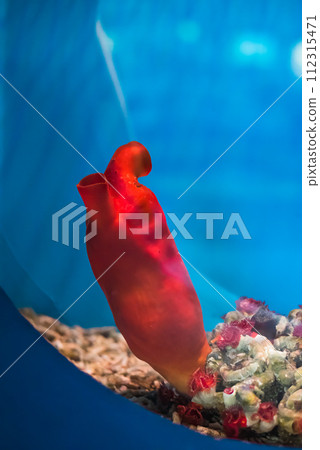Halocynthia aurantium, commonly known as the sea peach in aquarium 112315471