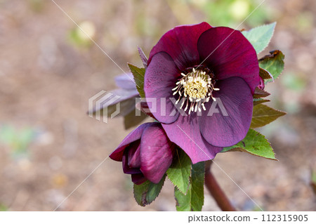 Dark purple Christmas rose blooming in early spring garden 112315905