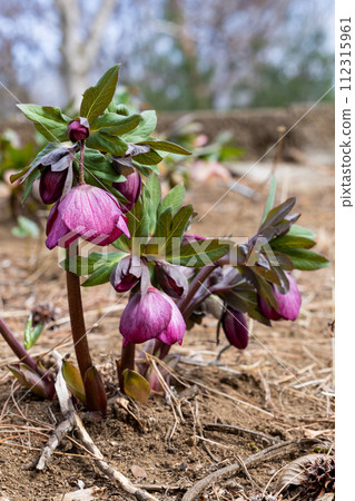 早春花園裡盛開的粉色聖誕玫瑰 112315961