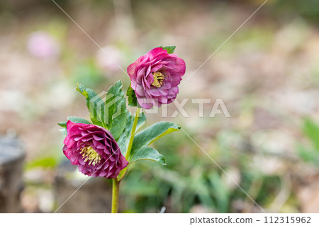 早春花園裡盛開的粉色聖誕玫瑰 早春花園裡盛開的粉色聖誕玫瑰 112315962