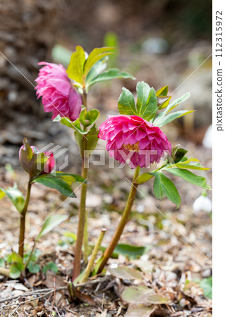 Pink Christmas rose blooming in early spring garden 112315972