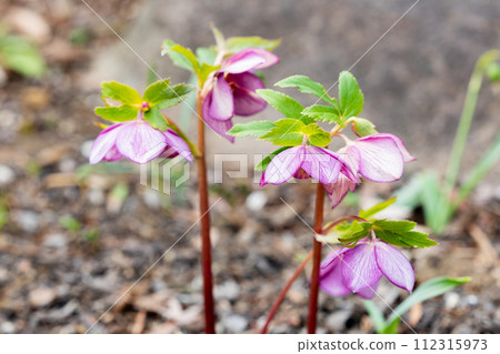 Pink Christmas rose blooming in early spring garden 112315973