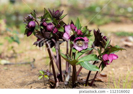 開花在早春庭院裡的紫色聖誕節玫瑰 開花在早春庭院裡的紫色聖誕節玫瑰 112316002