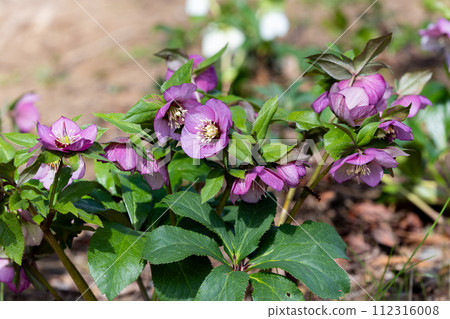 Purple Christmas rose blooming in early spring garden 112316008