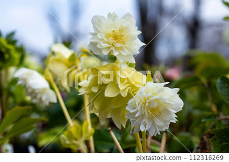 Yellow Christmas rose blooming in early spring garden 112316269