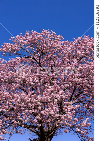 Early spring beautiful Kawazu cherry blossoms (Minamiizu Town) 112316293