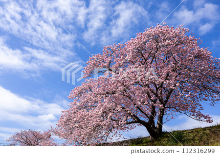 Early spring beautiful Kawazu cherry blossoms (Minamiizu Town) Early spring beautiful Kawazu cherry blossoms (Minamiizu Town) 112316299