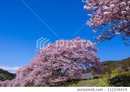 早春的河津櫻花和油菜花美景(南伊豆町) 早春的河津櫻花和油菜花美景(南伊豆町) 112316419