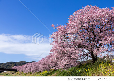 早春的河津櫻花和油菜花美景（南伊豆町） 112316420