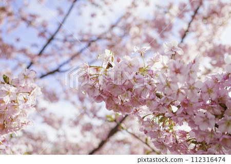 Pink cherry blossom close-up 112316474