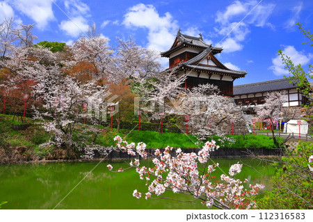 [Nara Prefecture] Koriyama Castle on a clear day and cherry blossoms in full bloom (Otemuki Yagura) 112316583