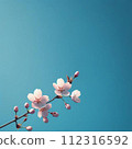 映襯著藍天的櫻花 112316592