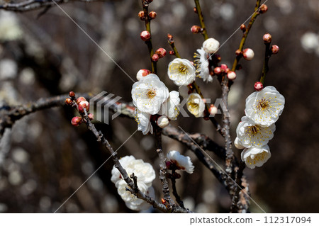 早春的月宮梅花盛開,美麗極了 早春的月宮梅花盛開,美麗極了 112317094