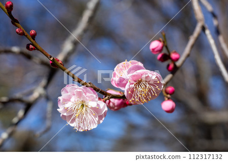 Beautiful plum blossoms that bloom in early spring Hanakami Beautiful plum blossoms that bloom in early spring Hanakami 112317132