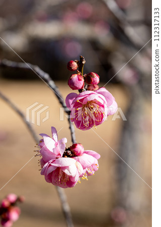 早春花上綻放的美麗梅花 早春花上綻放的美麗梅花 112317133