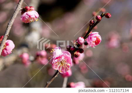 Beautiful plum blossoms that bloom in early spring Hanakami Beautiful plum blossoms that bloom in early spring Hanakami 112317134