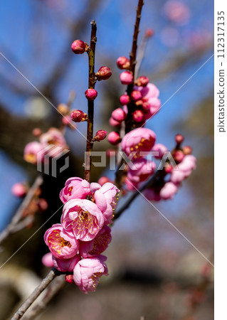 早春花上綻放的美麗梅花 早春花上綻放的美麗梅花 112317135