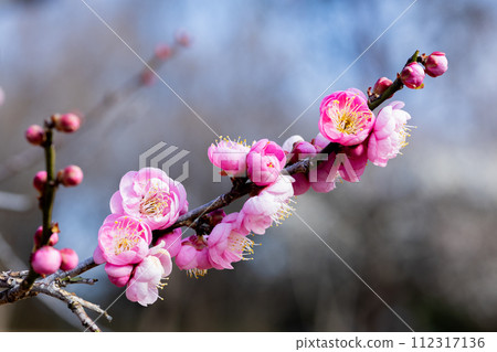 Beautiful plum blossoms that bloom in early spring Hanakami Beautiful plum blossoms that bloom in early spring Hanakami 112317136