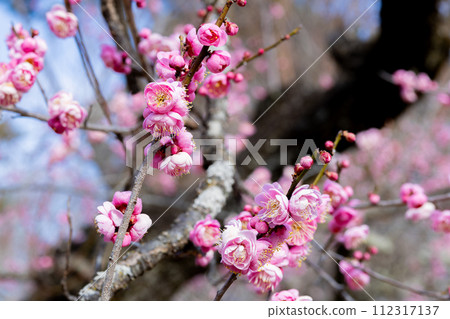 早春花上綻放的美麗梅花 早春花上綻放的美麗梅花 112317137