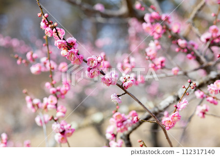 早春花上綻放的美麗梅花 早春花上綻放的美麗梅花 112317140