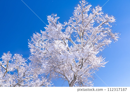 [山梨縣] 樹木霜雪覆蓋的忍野八海 112317187