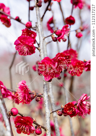 早春鹿兒島紅綻放的美麗梅花 早春鹿兒島紅綻放的美麗梅花 112317217