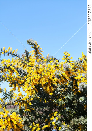 Silver acacia in full bloom, vertical position 112317243