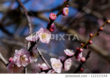 早春梅花盛開,景色宜人 早春梅花盛開,景色宜人 112317244