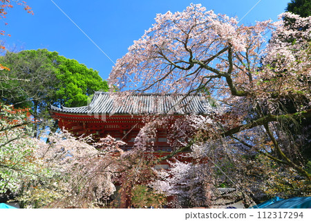 [京都府]櫻花盛開的岱吾寺（仁王門） 112317294