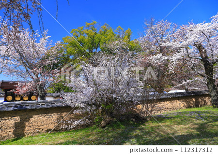 [Kyoto Prefecture] Daigoji Temple (Reihokan) with cherry blossoms in full bloom 112317312