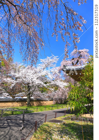 [京都府]櫻花盛開的醍醐寺（靈寶館） 112317319