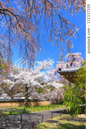 [Kyoto Prefecture] Daigoji Temple (Reihokan) with cherry blossoms in full bloom 112317320